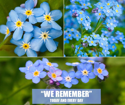 Forget Me Not | Myosotis Alpestris | 2000+ seeds | Pollenators