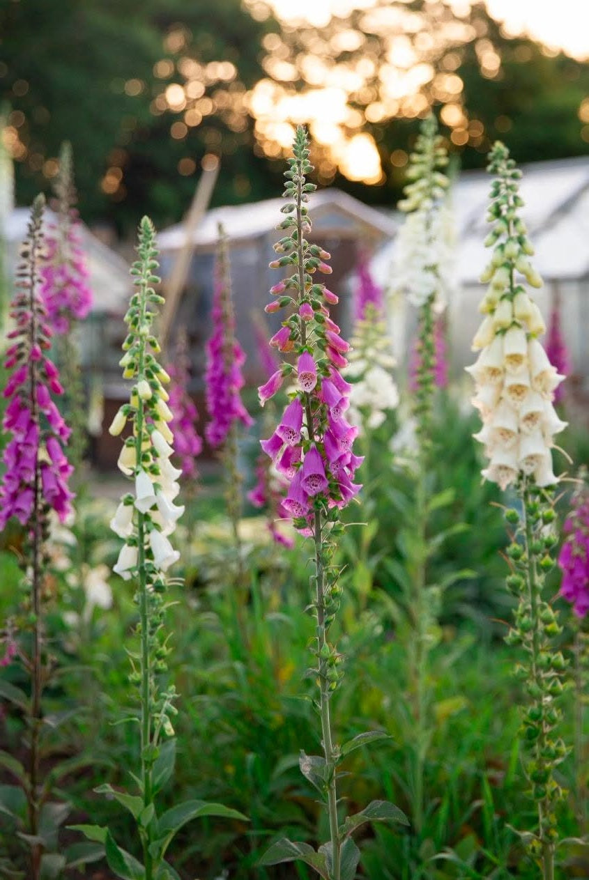 Foxglove Seeds | Mixed Colours | 13,000+ Seeds | Pollenators | Cut Flowers