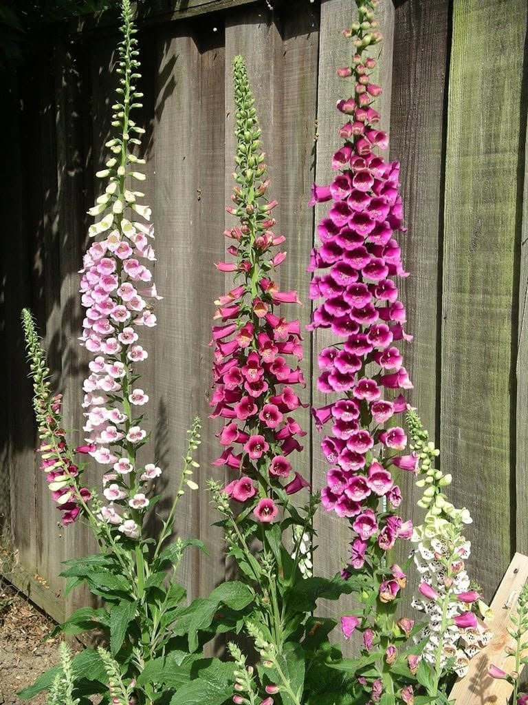Foxglove Seeds | Mixed Colours | 13,000+ Seeds | Pollenators | Cut Flowers