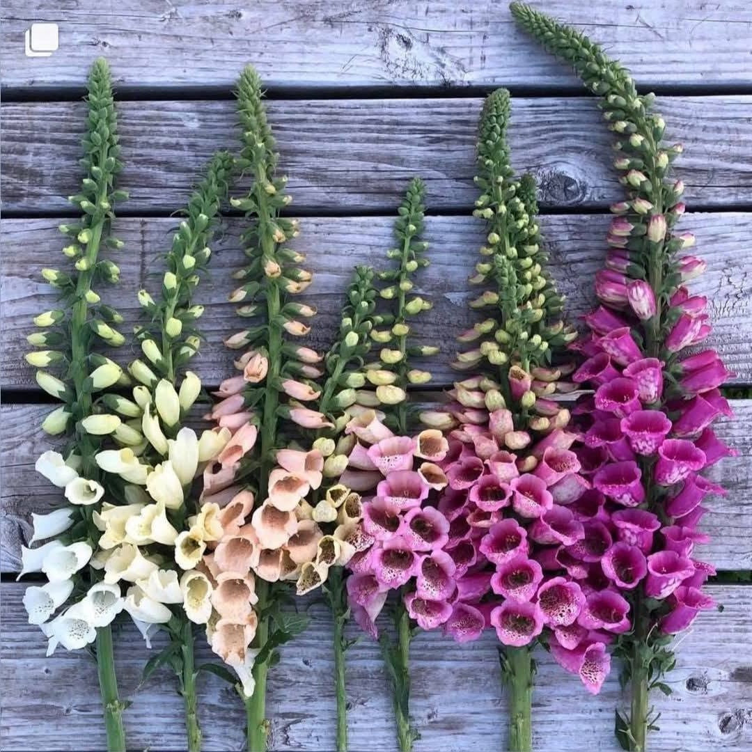 Foxglove Seeds | Mixed Colours | 13,000+ Seeds | Pollenators | Cut Flowers
