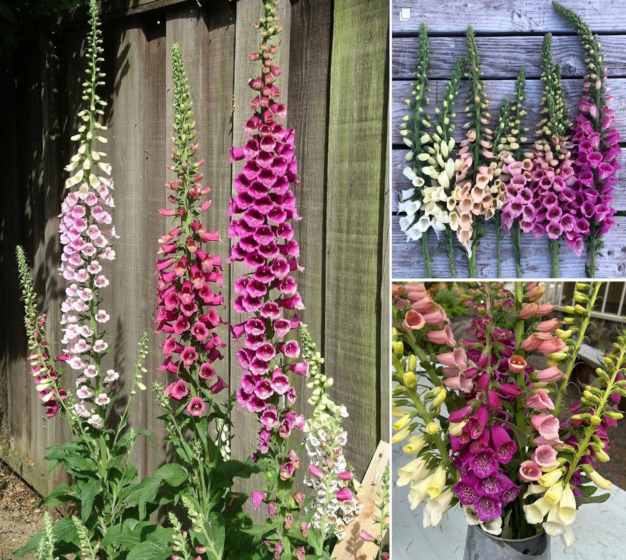 Foxglove Seeds | Mixed Colours | 13,000+ Seeds | Pollenators | Cut Flowers