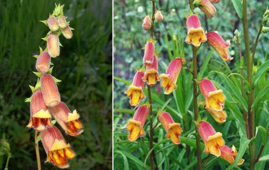 Foxglove "Sunset" | Digitalis Obscura | 50+ seeds | Shade Tolerant