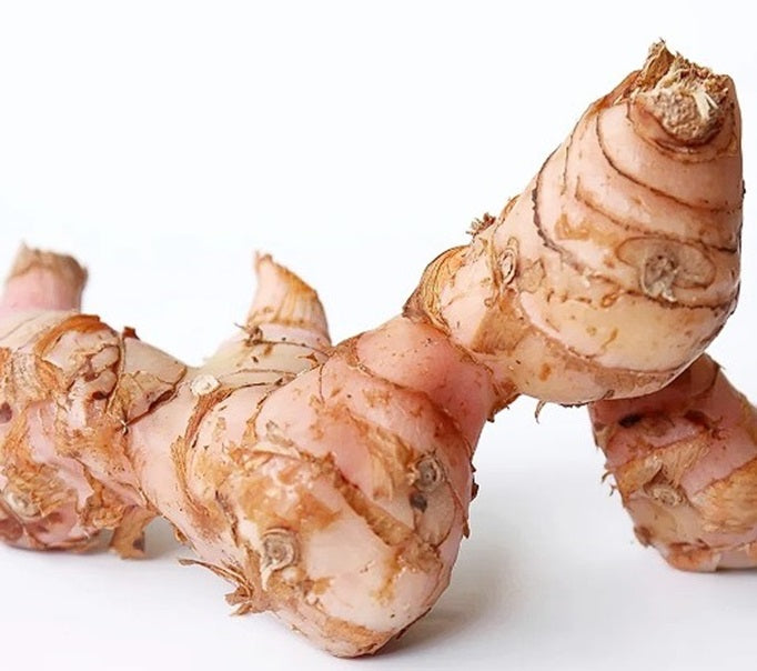 Greater Galangal (Alpinia Nigra) | 15+ seeds | Thai Ginger