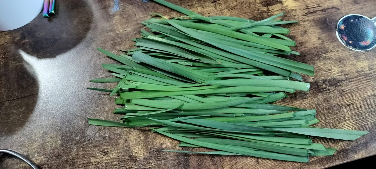 Garlic Chives Seeds | Very Easy | Perennial | 75+ Fresh Seeds