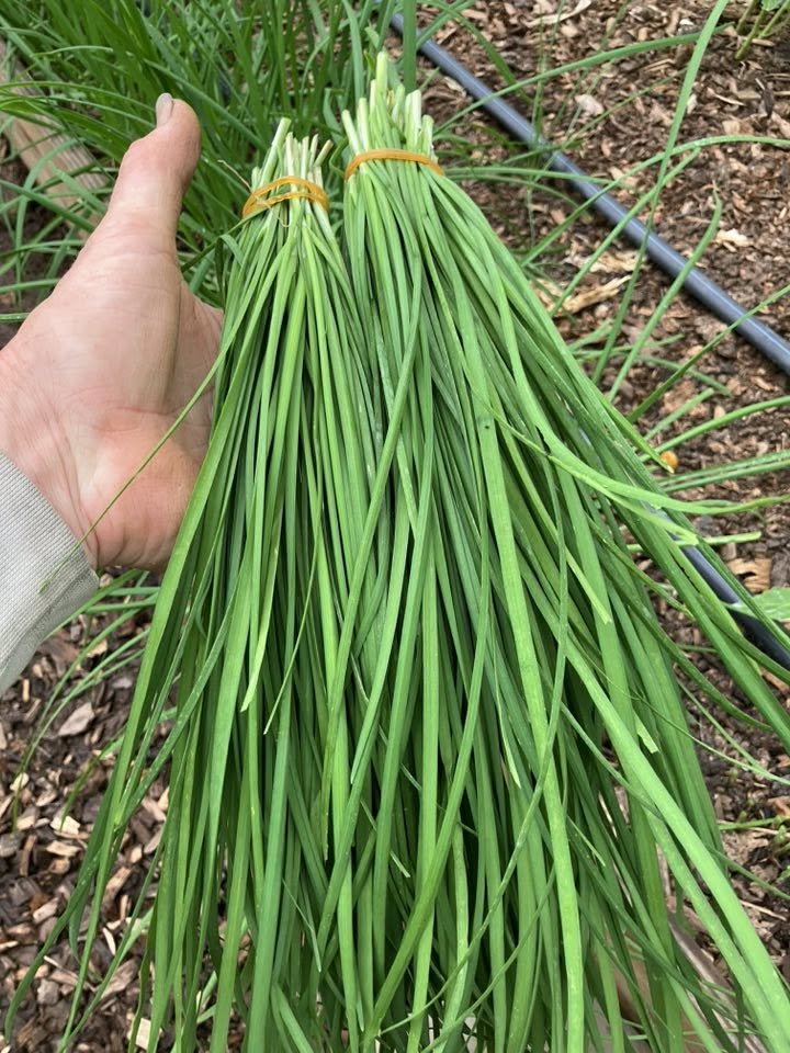 Garlic Chives Seeds | Very Easy | Perennial | 75+ Fresh Seeds
