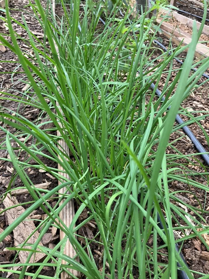 Garlic Chives Seeds | Very Easy | Perennial | 75+ Fresh Seeds