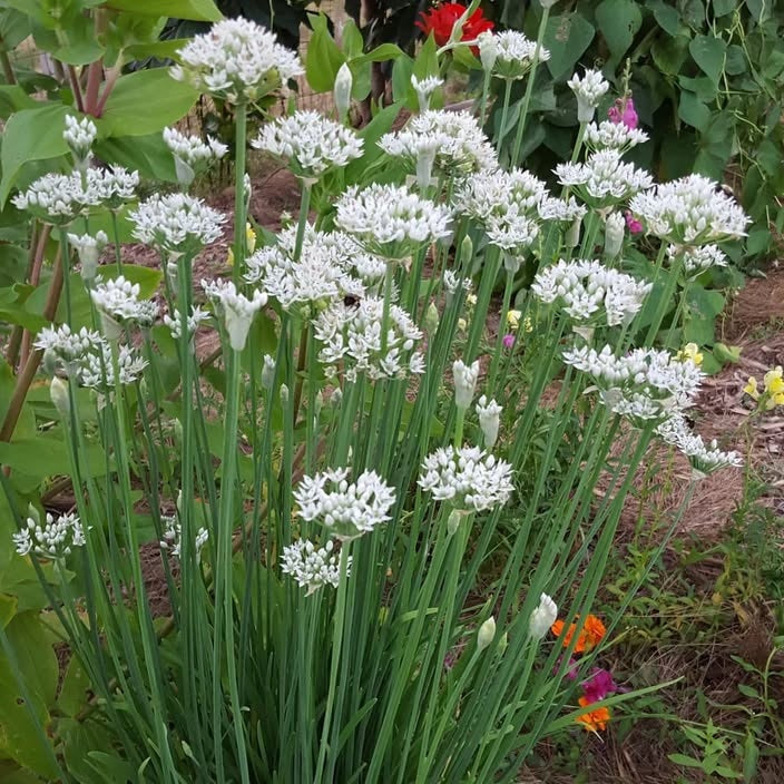 Garlic Chives Seeds | Very Easy | Perennial | 75+ Fresh Seeds