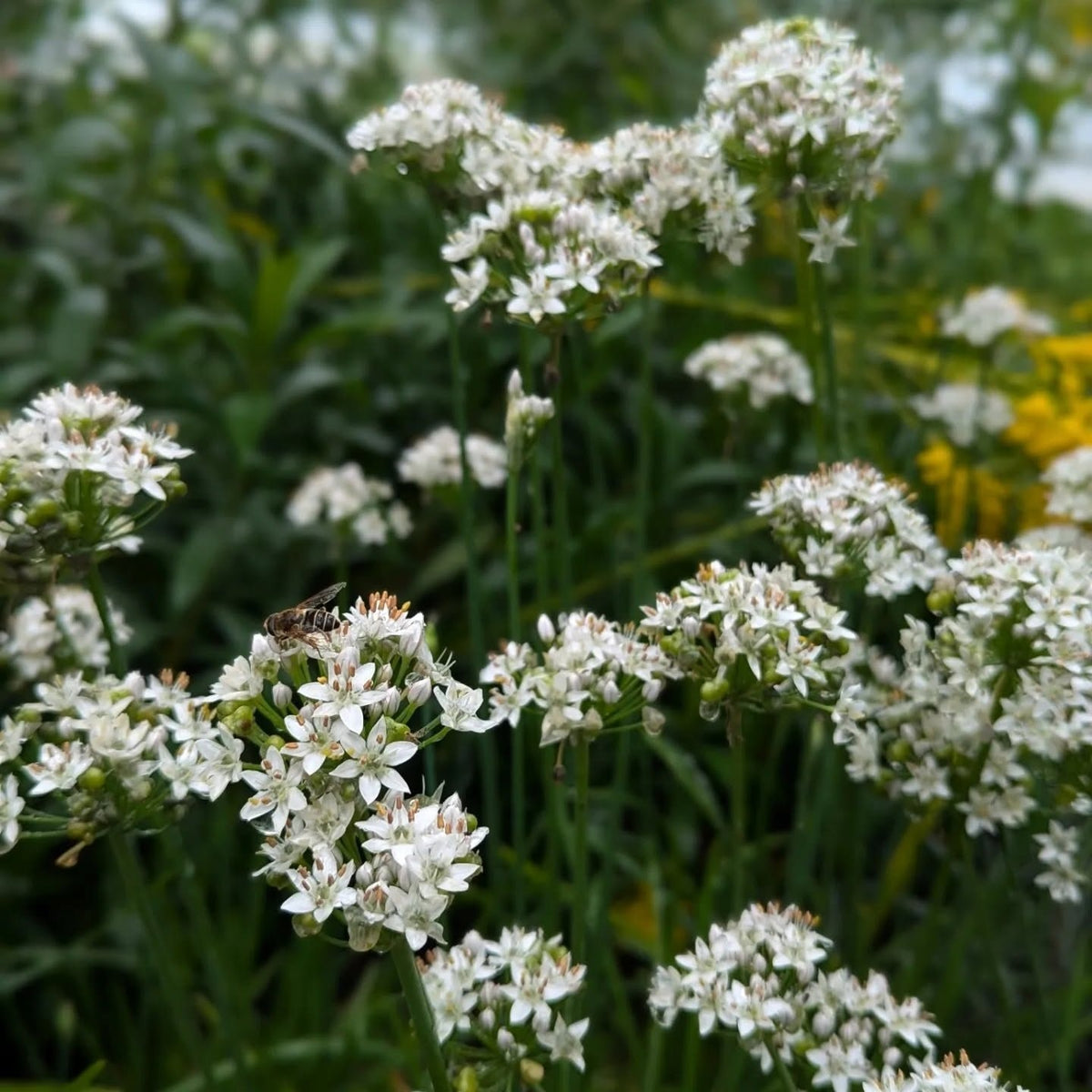Garlic Chives Seeds | Very Easy | Perennial | 75+ Fresh Seeds