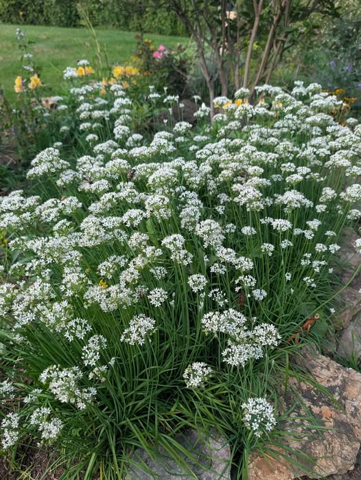 Garlic Chives Seeds | Very Easy | Perennial | 75+ Fresh Seeds