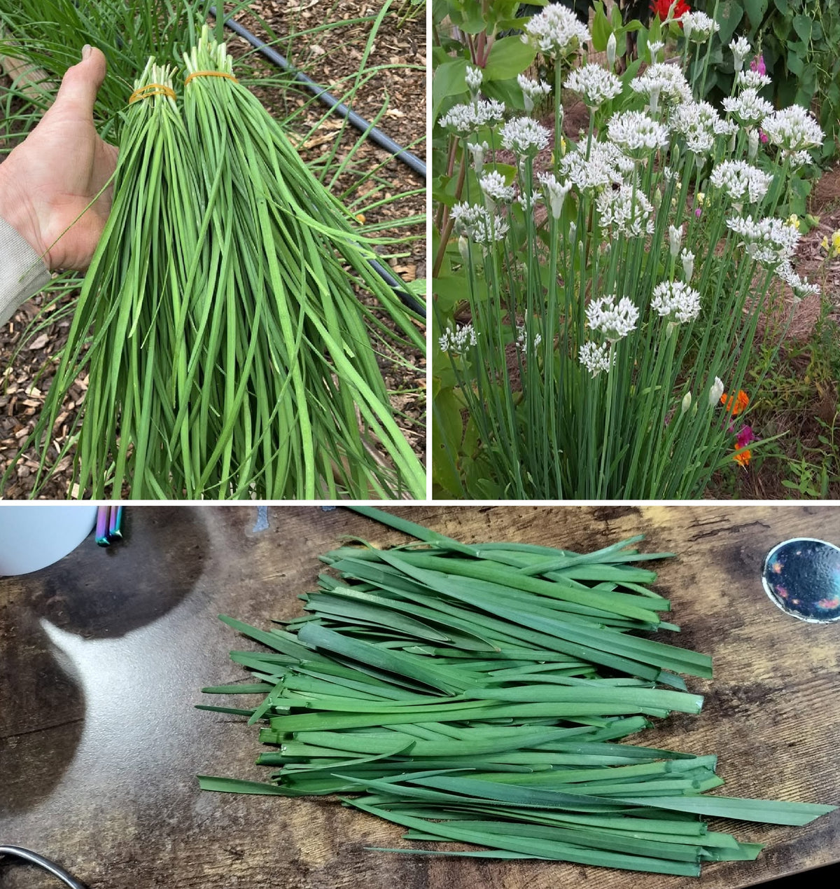 Garlic Chives Seeds | Very Easy | Perennial | 75+ Fresh Seeds