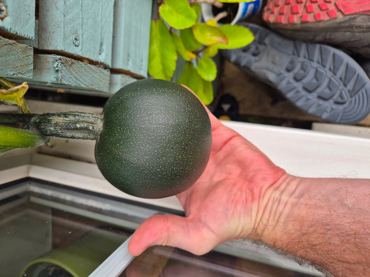 Gem Squash | 10+ seeds | UK 2026 harvest | Very Limited stock