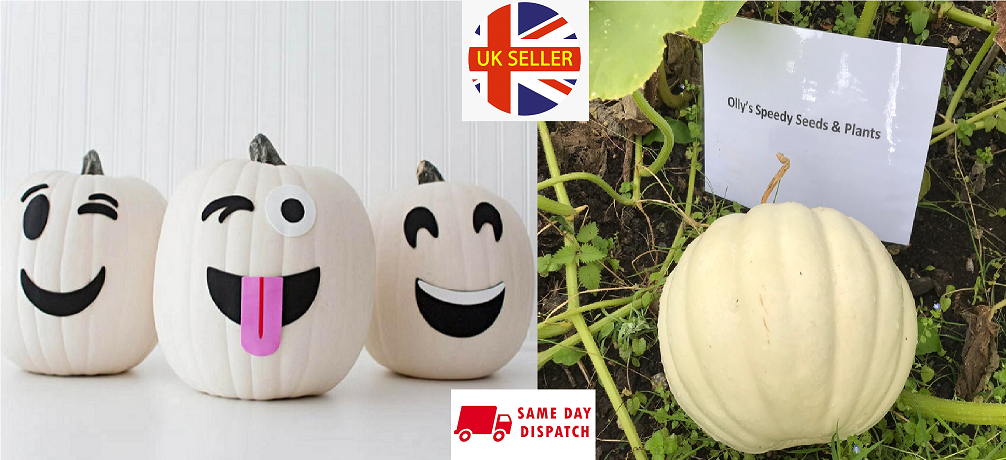 Ghost White Pumpkin | 5 seeds | Casper | Very Easy | Halloween