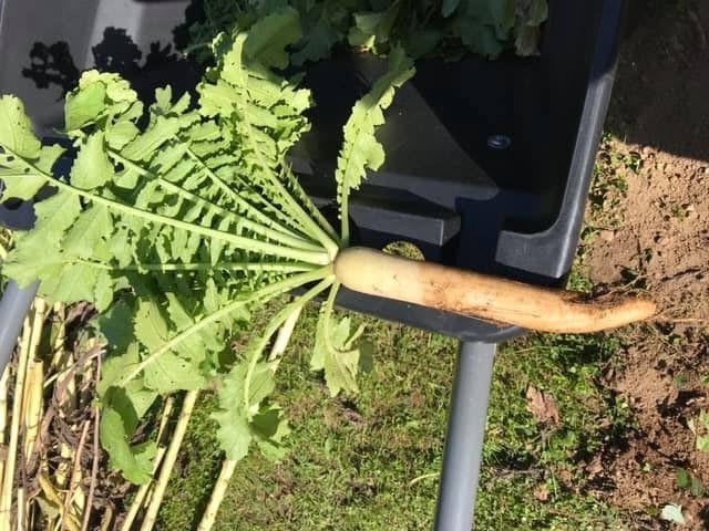 Giant White Winter Radish | 50+ Seeds | Hardy | Easy | Heirloom Variety