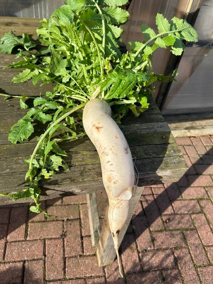 Giant White Winter Radish | 50+ Seeds | Hardy | Easy | Heirloom Variety
