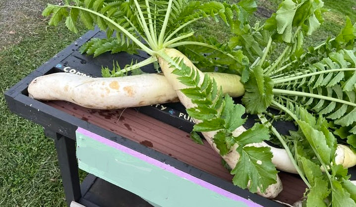 Giant White Winter Radish | 50+ Seeds | Hardy | Easy | Heirloom Variety