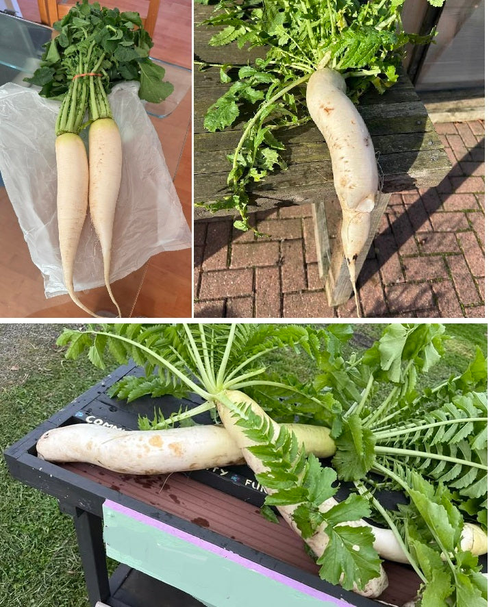 Giant White Winter Radish | 50+ Seeds | Hardy | Easy | Heirloom Variety