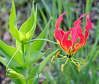 Flame Lily (Gloriosa Superba) | 20+ seeds | Fire Lily