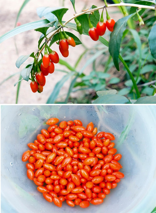 Goji Berry | 25+seeds | Wolfberry 枸杞 | UK Hardy