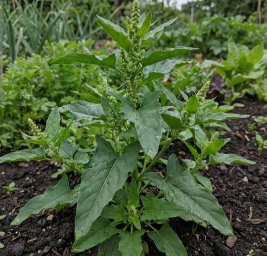 Good King Henry seed | Blitum Bonus-Henricus | 150+ seeds Heritage Perennial