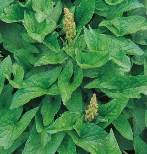 Good King Henry seed | Blitum Bonus-Henricus | 150+ seeds Heritage Perennial