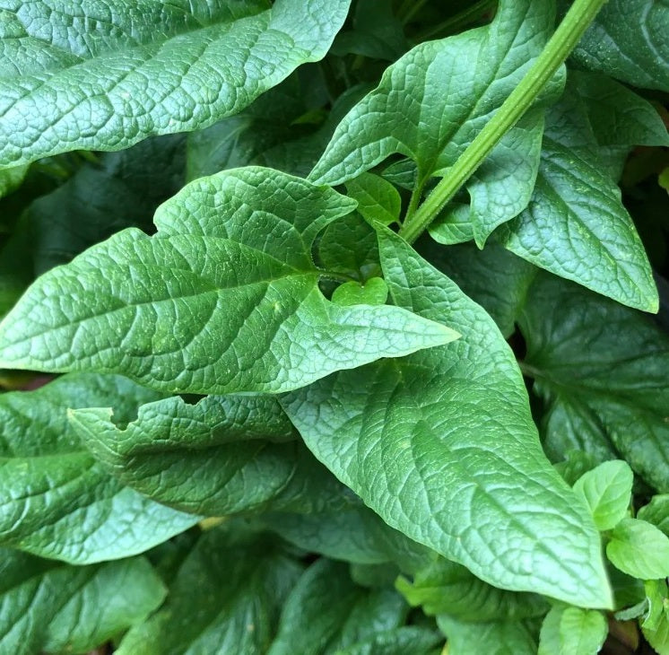 Good King Henry seed | Blitum Bonus-Henricus | 150+ seeds Heritage Perennial