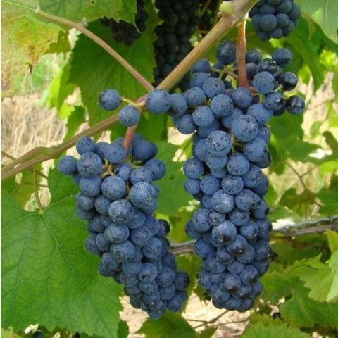 Organic Grape Seeds "Lidia" | 10+ | Very Hardy - Ukrainian |