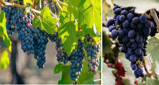 Organic Grape Seeds "Lidia" | 10+ | Very Hardy - Ukrainian |