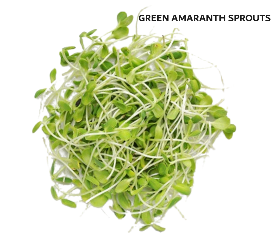 Organic Seeds for Sprouting / Sprouts | Many Types | Healthy Microgreens all year round!