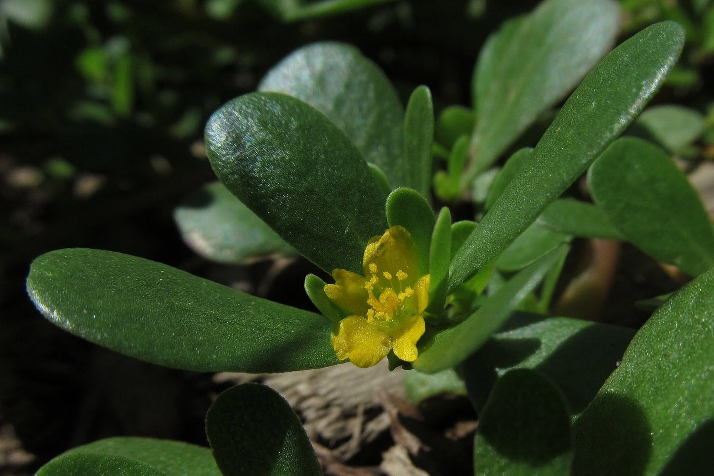 Green Purslane seeds | Portulaca Oleracea | 2500+ Seeds | Microgreens | Salads