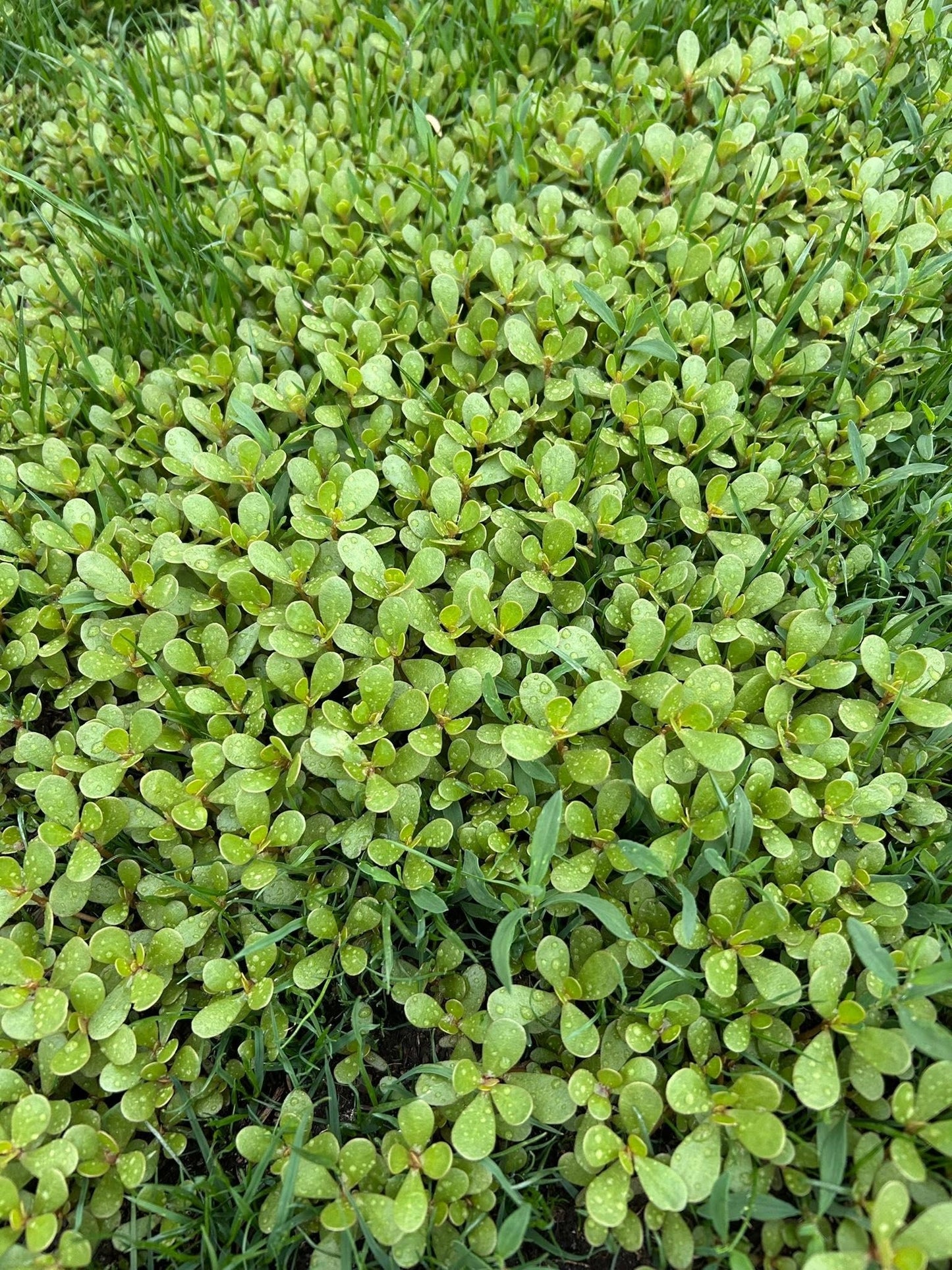 Green Purslane seeds | Portulaca Oleracea | 2500+ Seeds | Microgreens | Salads