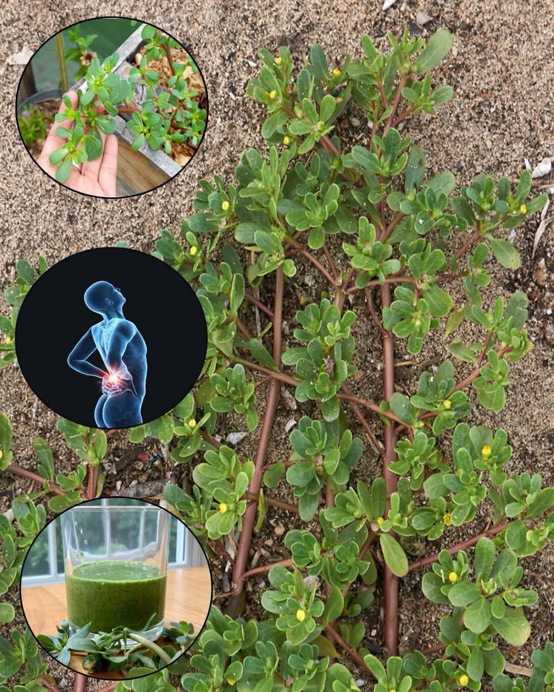 Green Purslane seeds | Portulaca Oleracea | 2500+ Seeds | Microgreens | Salads