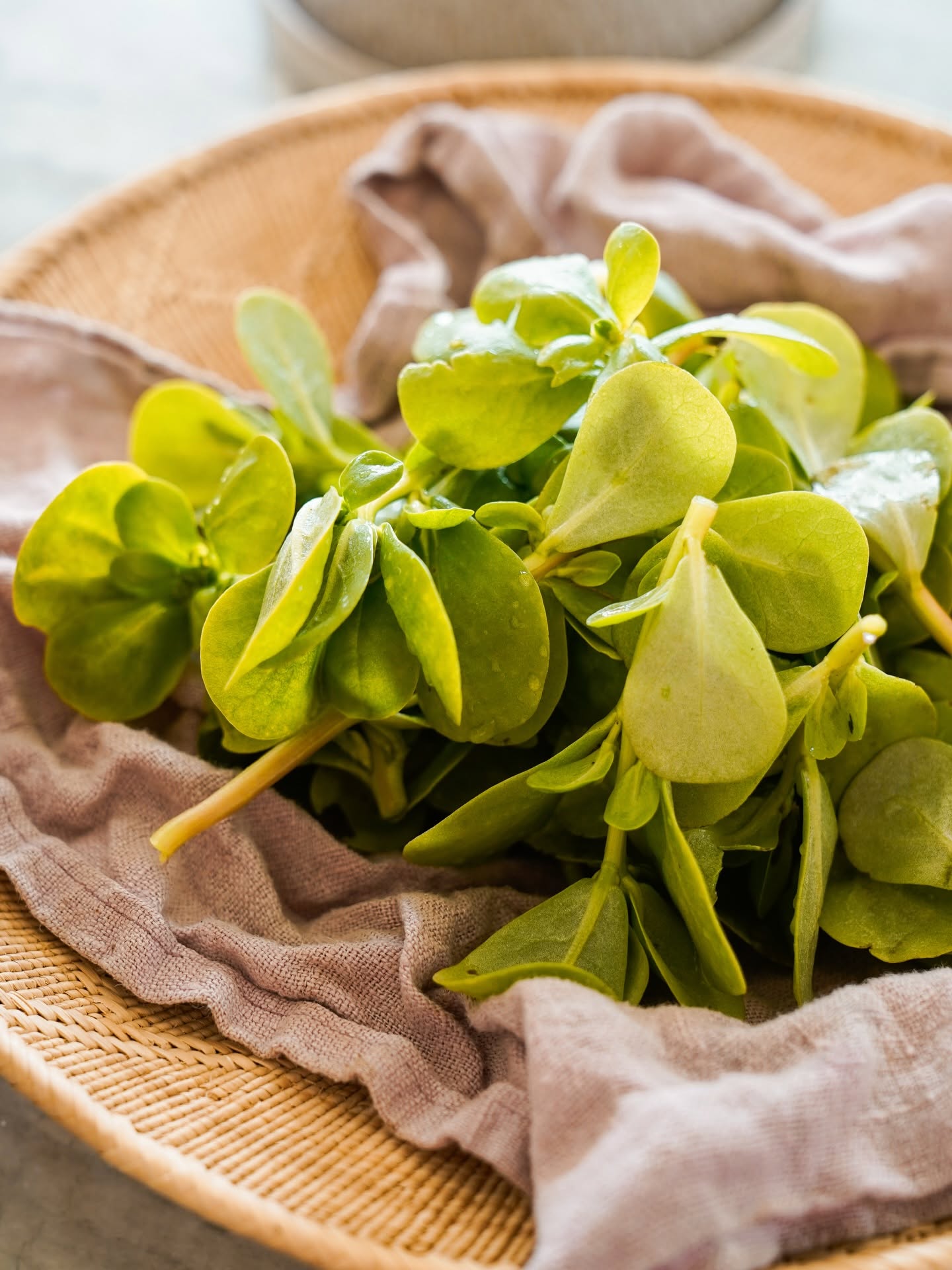 Green Purslane seeds | Portulaca Oleracea | 2500+ Seeds | Microgreens | Salads