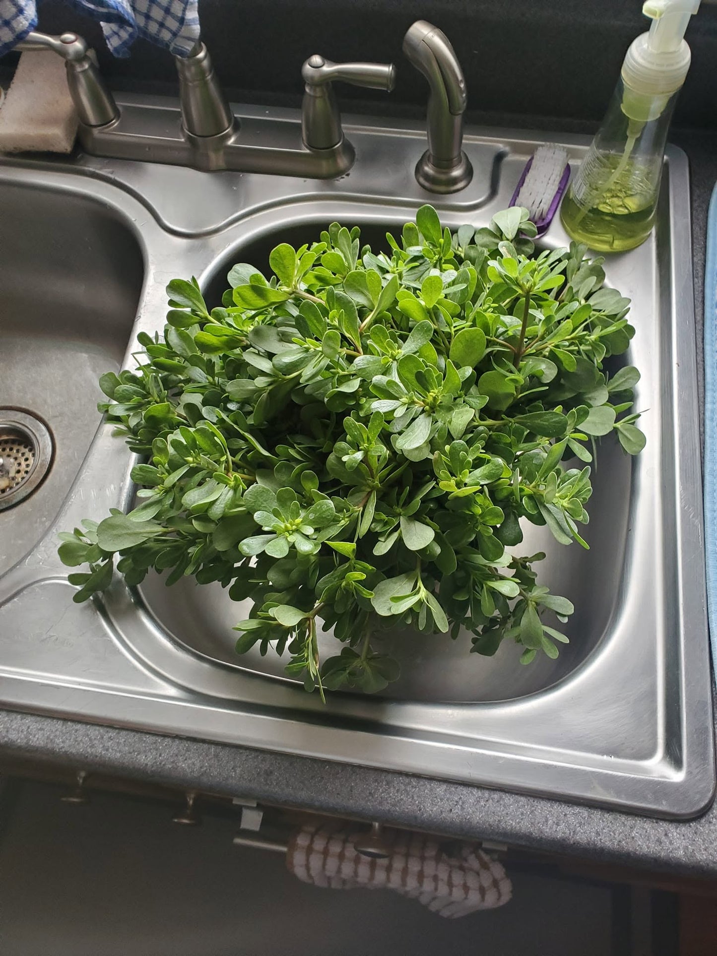 Green Purslane seeds | Portulaca Oleracea | 2500+ Seeds | Microgreens | Salads
