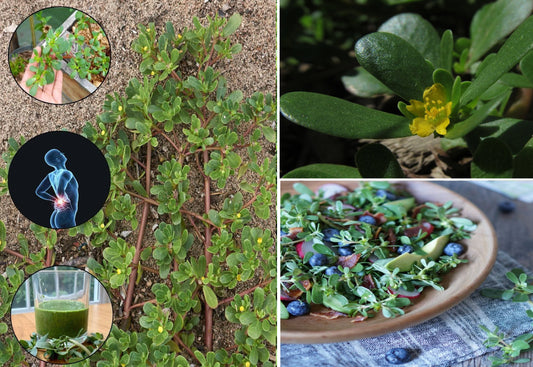 Green Purslane seeds | Portulaca Oleracea | 2500+ Seeds | Microgreens | Salads