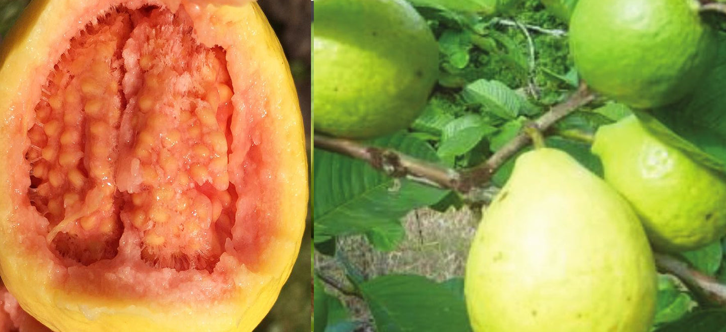 Pink Guava  (Psidium Guajava) | 25+ seeds