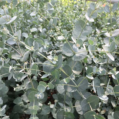 Cider Gum (Eucalyptus Gunnii) Tree in 13cm pot | Aromatic Foliage