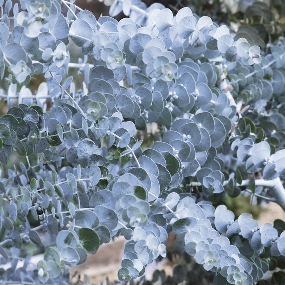 Cider Gum (Eucalyptus Gunnii) Tree in 13cm pot | Aromatic Foliage