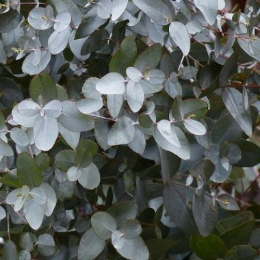 Cider Gum (Eucalyptus Gunnii) Tree in 13cm pot | Aromatic Foliage