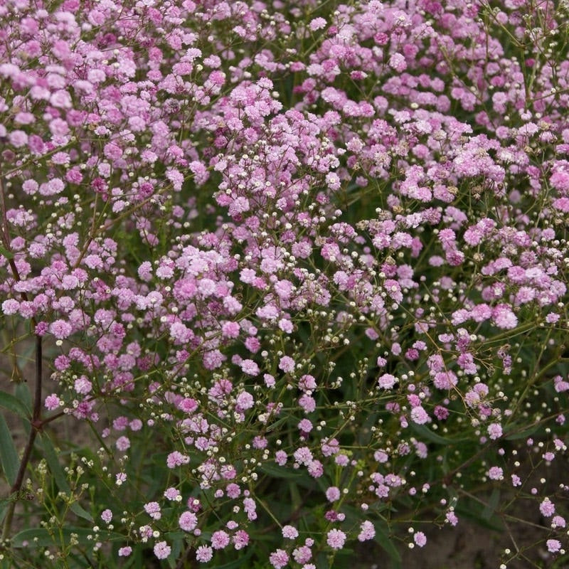 Gypsophilia Pink Creeping Rose | Baby's Breath | 200+ seeds | Bouquets Weddings