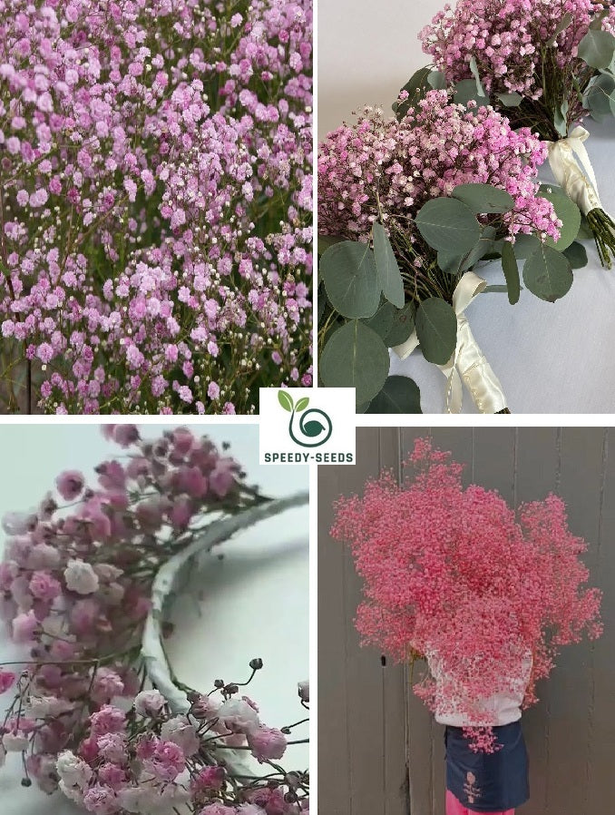 Gypsophilia Pink Creeping Rose | Baby's Breath | 200+ seeds | Bouquets Weddings