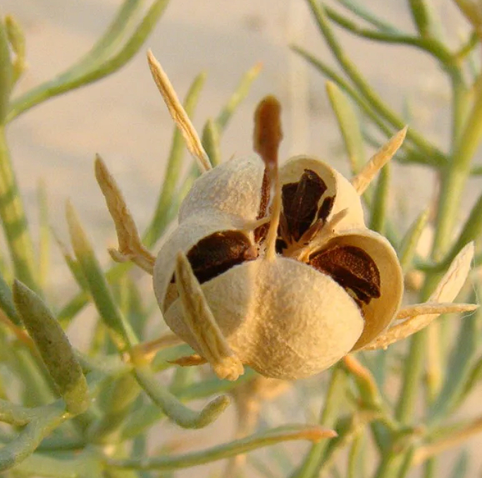 Peganum Harmala | 50+ seeds | Syrian Rue | Harmel | Africa Rue