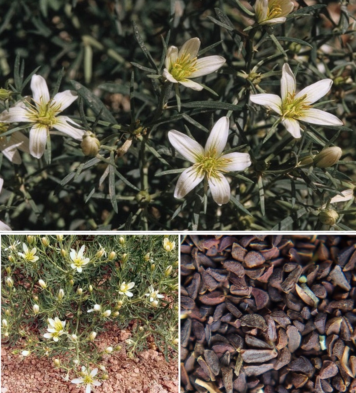 Peganum Harmala | 50+ seeds | Syrian Rue | Harmel | Africa Rue