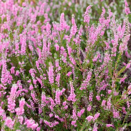 Scottish Heather Seeds | Calluna Vulgaris | All Year Interest