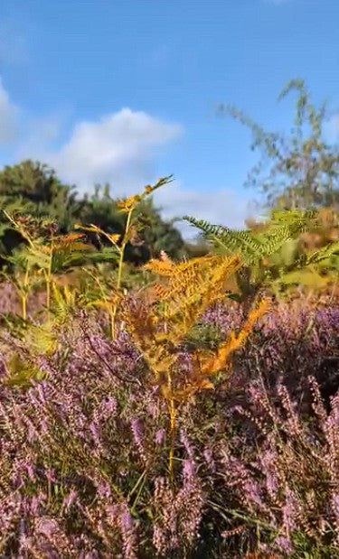 Scottish Heather Seeds | Calluna Vulgaris | All Year Interest