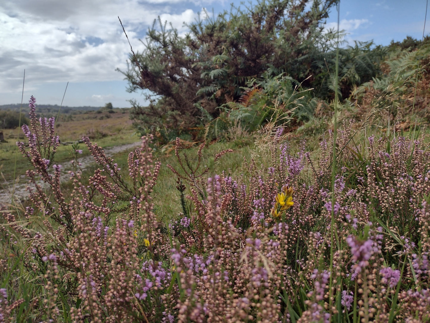 Scottish Heather Seeds | Calluna Vulgaris | All Year Interest