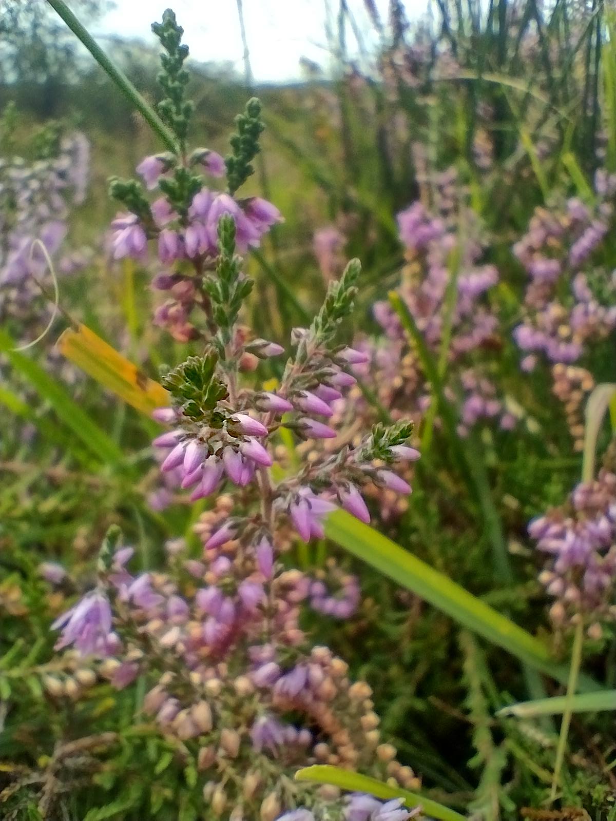 Scottish Heather Seeds | Calluna Vulgaris | All Year Interest
