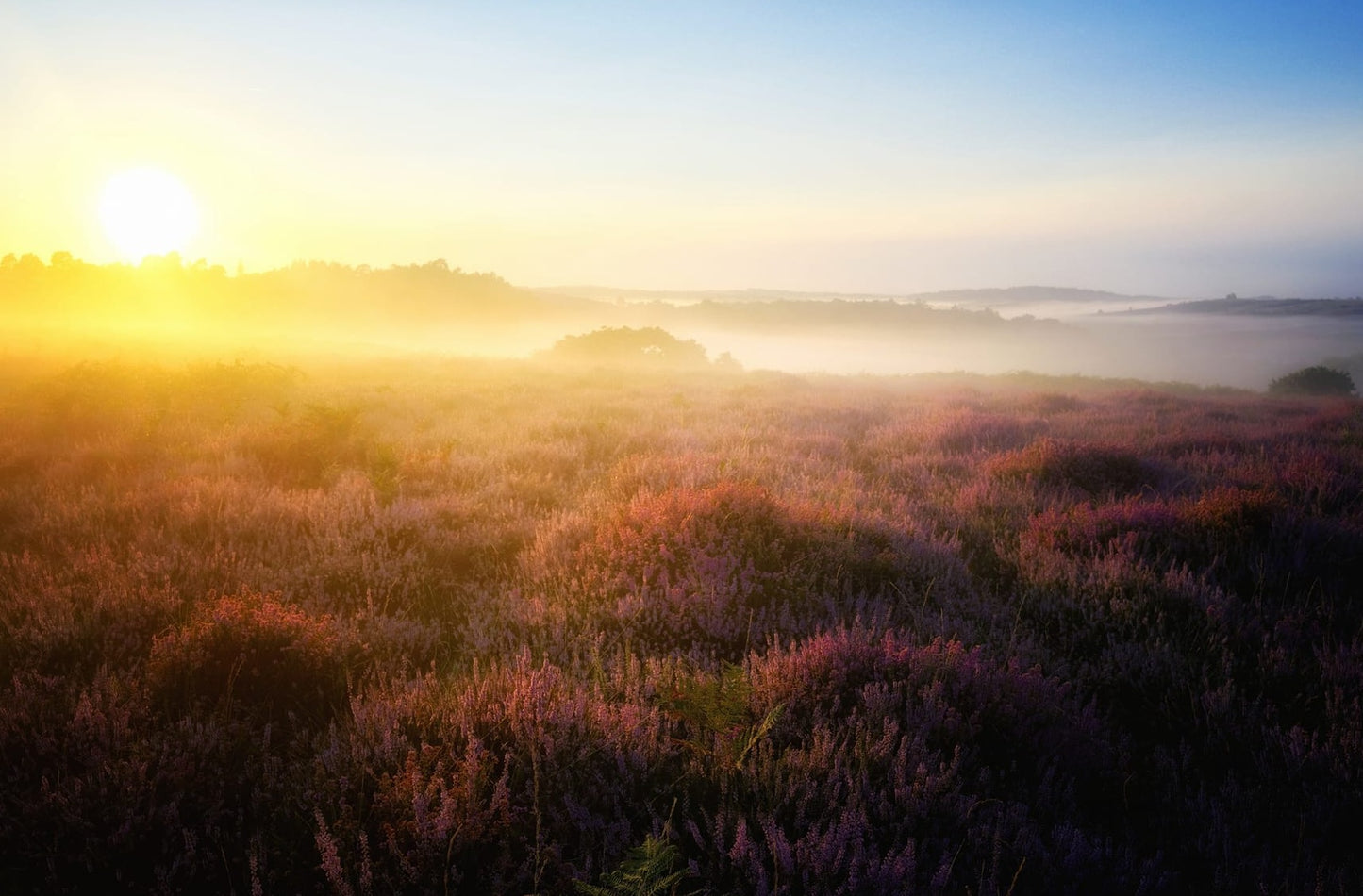 Scottish Heather Seeds | Calluna Vulgaris | All Year Interest