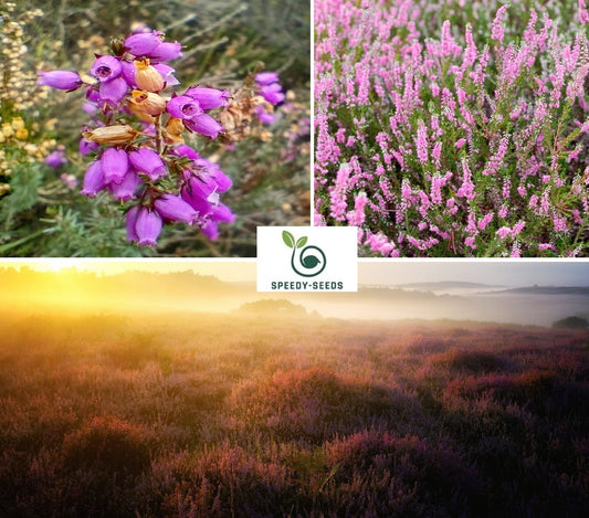 Scottish Heather Seeds | Calluna Vulgaris | All Year Interest