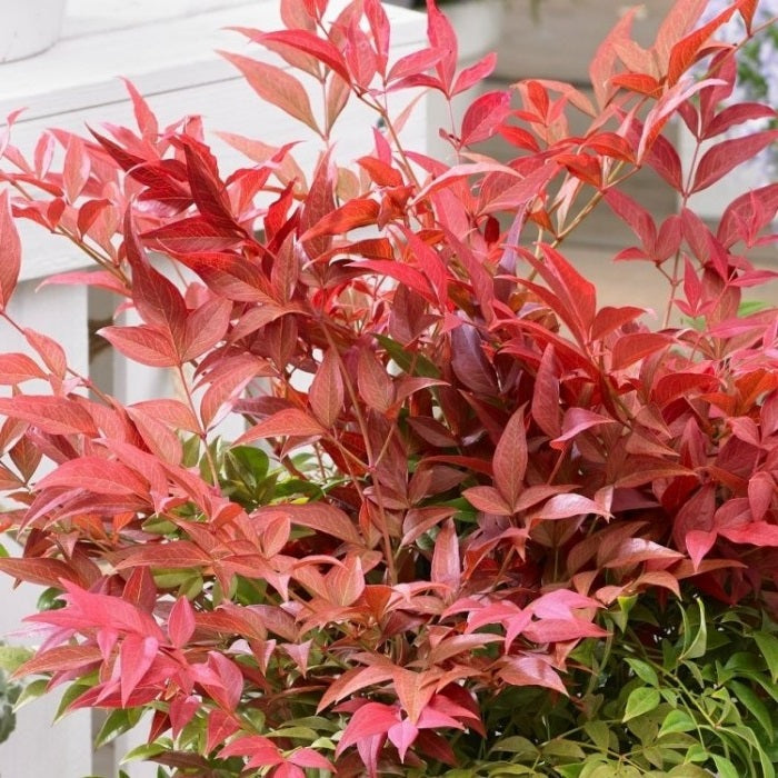 Heavenly Bamboo (Nandina Domestica) | 10+ seeds | House plant, containers or border