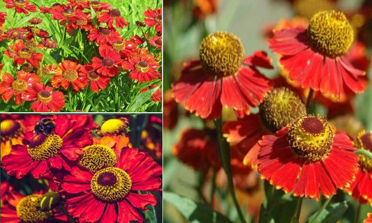 Helenium Autumnale "Red Shades" 50+ Seeds | Bees